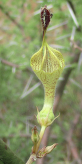 Ceropegia lugardiae