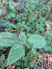 Impatiens parviflora