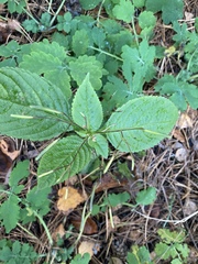 Impatiens parviflora