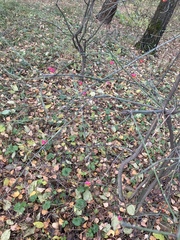 Euonymus europaeus
