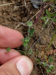 Trifolium microcephalum