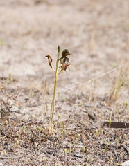 Pterostylis cheraphila