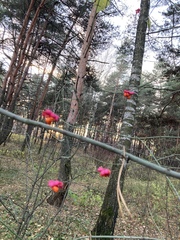 Euonymus europaeus