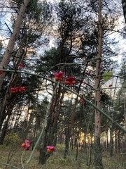 Euonymus europaeus
