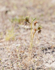 Pterostylis cheraphila