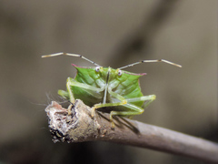 Chlorocoris distinctus