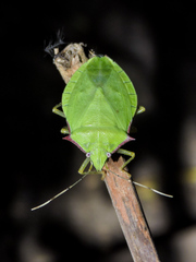 Chlorocoris distinctus