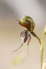 Pterostylis cheraphila