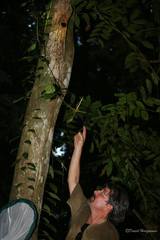 Artibeus jamaicensis