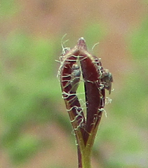 Ceropegia lugardiae