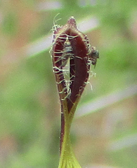 Ceropegia lugardiae