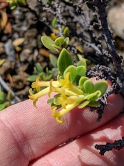 Wikstroemia