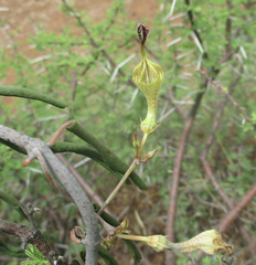 Ceropegia lugardiae