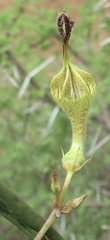 Ceropegia lugardiae
