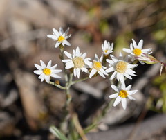 Rhodanthe corymbiflora