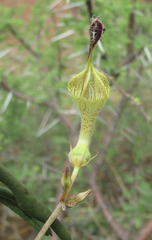 Ceropegia lugardiae