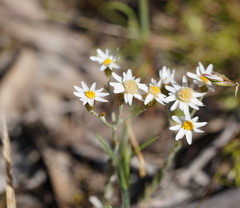 Rhodanthe corymbiflora