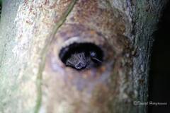 Artibeus jamaicensis