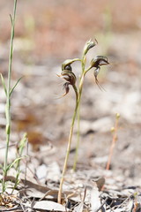 Pterostylis cheraphila