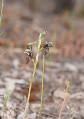 Pterostylis cheraphila
