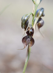 Pterostylis cheraphila
