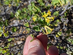 Wikstroemia