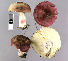 Russula nitida