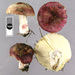 Russula nitida - Photo (c) Jerry Cooper, μερικά δικαιώματα διατηρούνται (CC BY), uploaded by Jerry Cooper