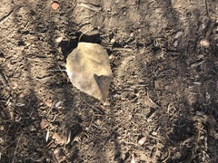 Populus × acuminata