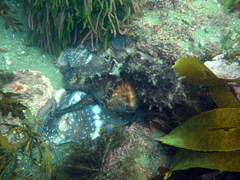 Macroctopus maorum