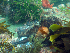 Macroctopus maorum