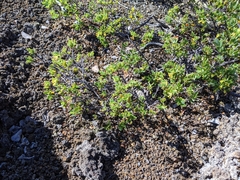 Wikstroemia