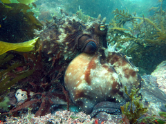 Macroctopus maorum