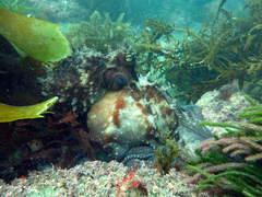 Macroctopus maorum