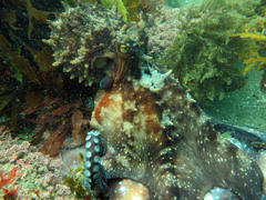Macroctopus maorum