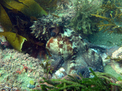 Macroctopus maorum