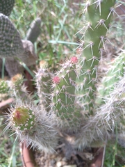 Austrocylindropuntia shaferi
