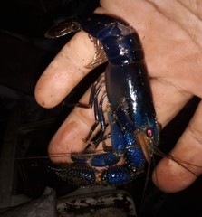 Macrobrachium hancocki