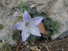 Campanula fragilis fragilis