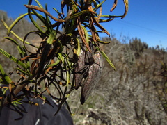 Ectinogonia intermedia