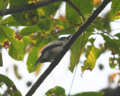 Sirystes albogriseus