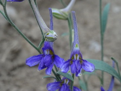 Delphinium halteratum