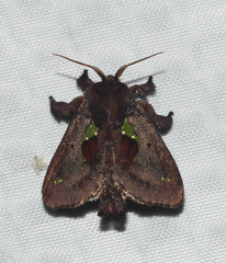 Euclea mesoamericana