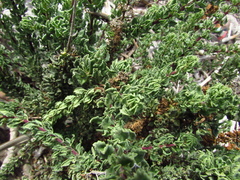 Ophryosporus triangularis