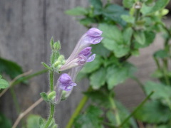 Scutellaria columnae