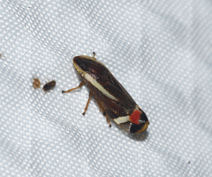 Microsargane vittata