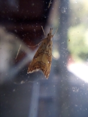 Glaucocharis chrysochyta