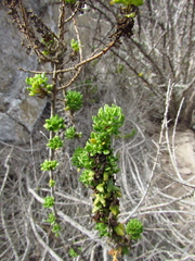Ophryosporus triangularis