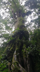 Chamaecyparis formosensis