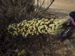 Ophryosporus triangularis